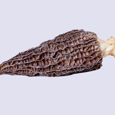 干菌一件代发规格批发厂家羊肚菌干货云南原产地批发价羊肚菌便宜图3