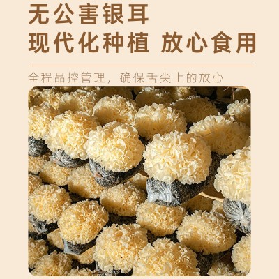 正宗古田银耳新鲜干货无硫丑耳 银耳莲子羹食用菌菇雪耳散装批发图2