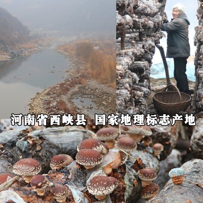 西峡椴木小香菇干货500g散装农家金钱菇冬菇蘑菇南北干货食用菌菇图4