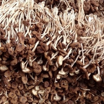 茶树菇干货批发炖汤新货新鲜无硫不开伞2023年煲汤炖非毛重纯净重图3