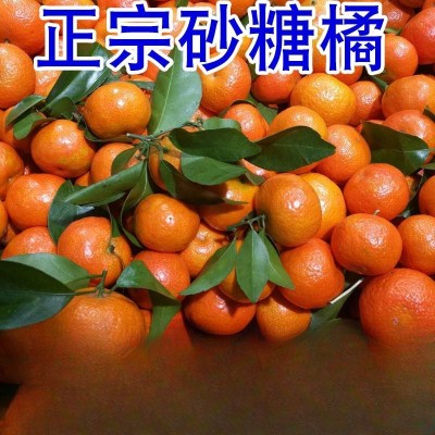 沙糖桔砂糖橘广西金秋新鲜现摘应季水果蜜桔批发工厂批发网红现货图3