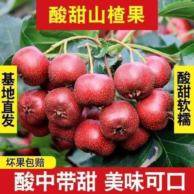 山楂果新鲜鲜大批发山里红果鲜水果糖葫芦农现摘现发量大从优包邮图4