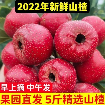 山楂果新鲜鲜大批发山里红果鲜水果糖葫芦农现摘现发量大从优包邮图2