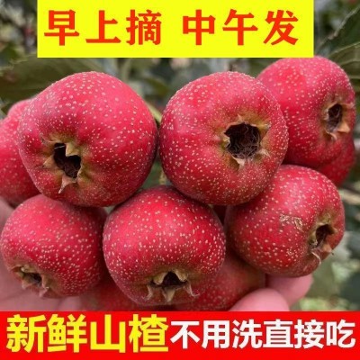 山楂果新鲜鲜大批发山里红果鲜水果糖葫芦农现摘现发量大从优包邮图3