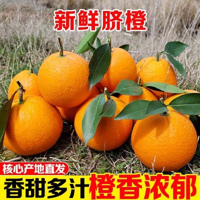 脐橙橙子当季新鲜夏橙手剥甜橙孕妇水果批发价非冰糖橙赣南的网红图2