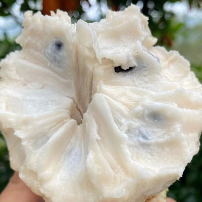 释迦果新鲜水果大果台湾牛奶凤梨果番荔枝当季摩尼果图4