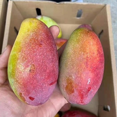 顺丰空运海南三亚贵妃芒 红金芒 树上熟当季现摘水果 礼盒装包邮图3
