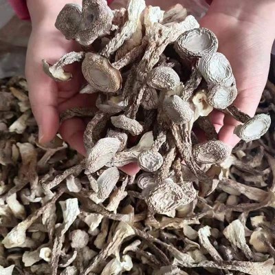 鹿茸菇批发干货不开伞菌嫩仔新货无熏硫白玉干货特产100g/500g图5