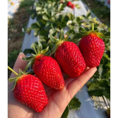 露天奶油草莓2.5斤果园现摘现发新鲜应季香甜大草莓产地 直供批发图3