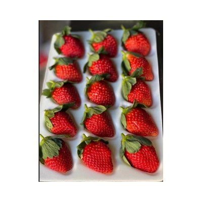 露天奶油草莓2.5斤果园现摘现发新鲜应季香甜大草莓产地 直供批发图5