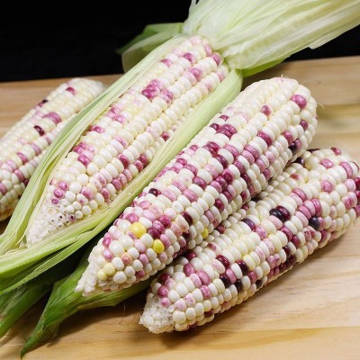 玉米棒新鲜花糯玉米10斤现摘现发甜糯玉米带皮粘黏玉米棒子图3