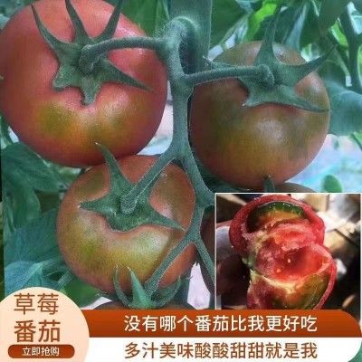 铁皮草莓番茄种子水果西红柿种籽四季盆栽柿子苗高产农家蔬菜种孑图4