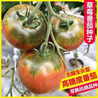 铁皮草莓番茄种子水果西红柿种籽四季盆栽柿子苗高产农家蔬菜种孑图2