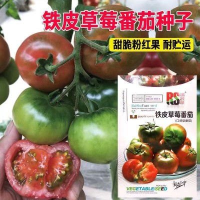 铁皮草莓番茄种子水果西红柿种籽四季盆栽柿子苗高产农家蔬菜种孑图3