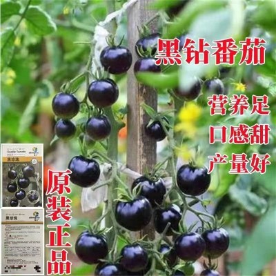 黑番茄种子四季黑珍珠西红柿圣女果种苗种籽盆栽阳台蔬菜种孑大全图3