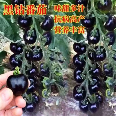 黑番茄种子四季黑珍珠西红柿圣女果种苗种籽盆栽阳台蔬菜种孑大全图4