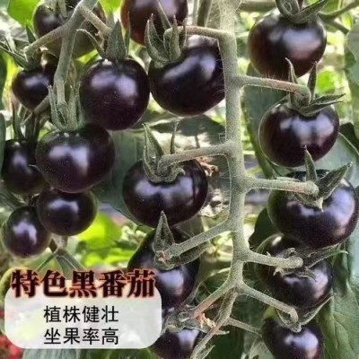 黑番茄种子四季黑珍珠西红柿圣女果种苗种籽盆栽阳台蔬菜种孑大全图2