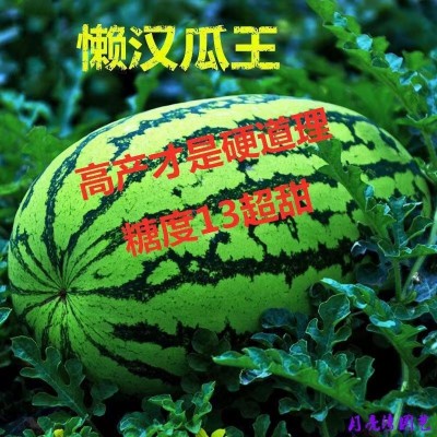 懒汉瓜王无籽大西瓜种子籽四季高产早熟脆甜多汁水果懒汉西瓜种子图2