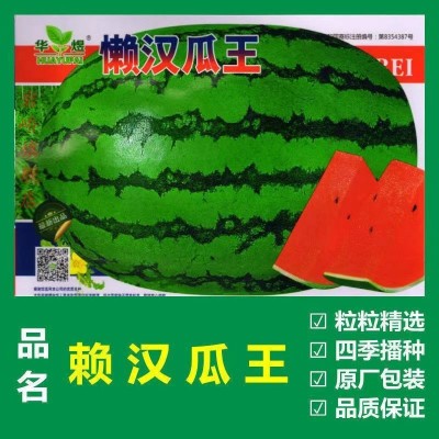 懒汉瓜王无籽大西瓜种子籽四季高产早熟脆甜多汁水果懒汉西瓜种子图4