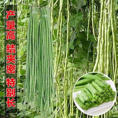 摘不败长豆角种子豇豆种春季蔬菜种子大全架豆角绿条四季豆种籽图2