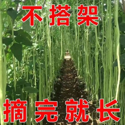 摘不败长豆角种子豇豆种春季蔬菜种子大全架豆角绿条四季豆种籽图3