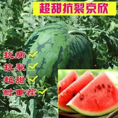 京欣一号西瓜种籽薄皮早熟超甜西瓜种子四季庭院易种水果种孑图2