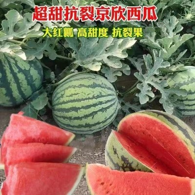 京欣一号西瓜种籽薄皮早熟超甜西瓜种子四季庭院易种水果种孑图3