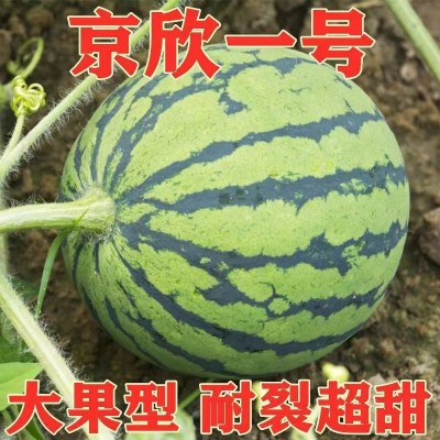 京欣一号西瓜种籽薄皮早熟超甜西瓜种子四季庭院易种水果种孑图5
