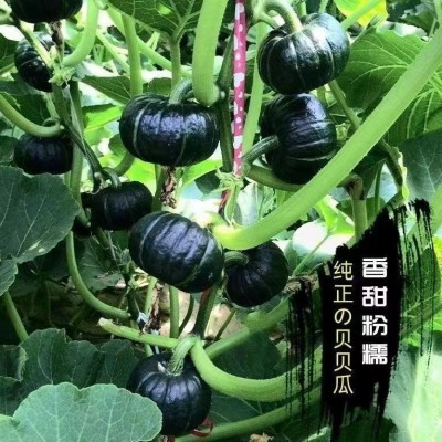 正品绿板栗甜南瓜种子新西兰板栗南瓜进口南瓜种籽面窝瓜种植品种图2