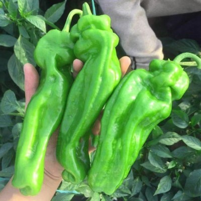 早熟薄皮青椒种子 四季播蔬菜种子 庭院阳台可盆栽皱皮微辣椒种子图2