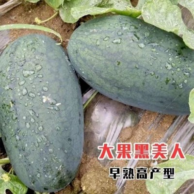 黑美人西瓜种子懒汉大黑龙西瓜种籽水果西瓜特大超甜有籽西瓜种籽图4