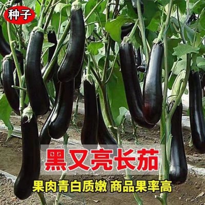 黑长茄子种籽 高产紫黑长茄种子 早熟茄子种子四季盆栽蔬菜种子图2