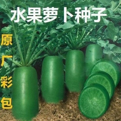沙窝水果萝卜种子生吃脆甜农家蔬菜种孑四季播种阳盆栽绿萝卜种籽图2