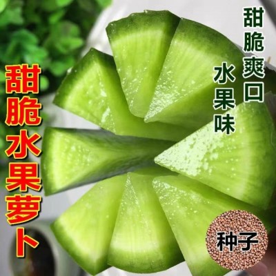 沙窝水果萝卜种子生吃脆甜农家蔬菜种孑四季播种阳盆栽绿萝卜种籽图3
