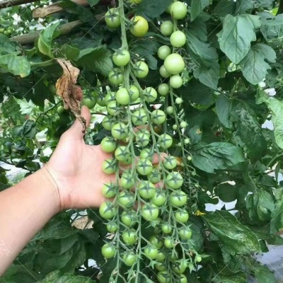 瀑布小番茄种子高产圣女果樱桃西红柿种子四季盆栽蔬菜种子番茄种图2