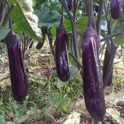 茄子种子紫红长茄种籽茄子紫色皮高产早熟四季播紫红茄王蔬菜种籽图2
