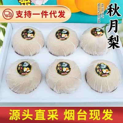 山东莱阳秋月梨新鲜现摘现发应季水果整箱装礼盒装秋月批发代发图2
