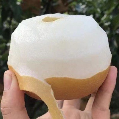 山东莱阳秋月梨新鲜现摘现发应季水果整箱装礼盒装秋月批发代发图3
