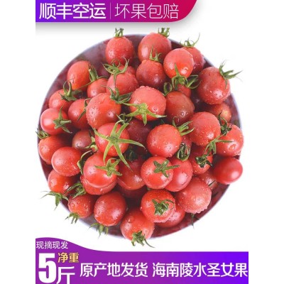 海南陵水千禧圣女果樱桃小番茄农家自种新鲜西红柿顺丰空运免邮图2