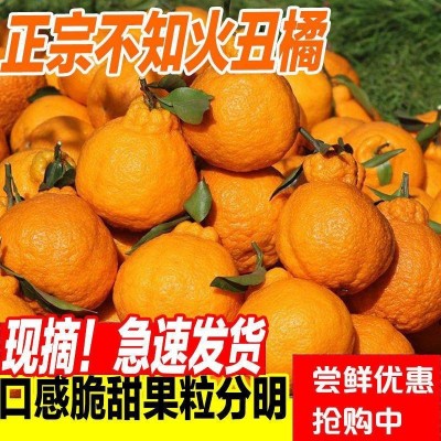 四川新鲜不知火丑橘丑柑丑桔子丑八怪当季整箱水果包邮10斤耙耙柑图3