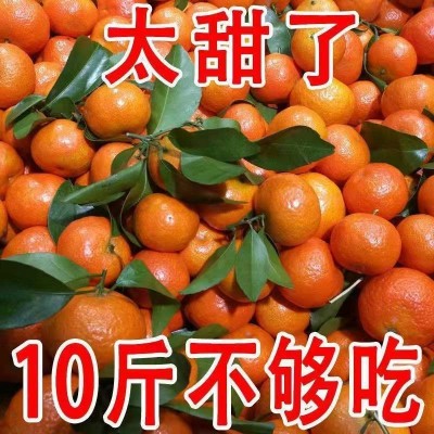 正宗永春芦柑新鲜应季水果皮薄现摘现发薄皮甘甜整箱连箱10斤当季图2