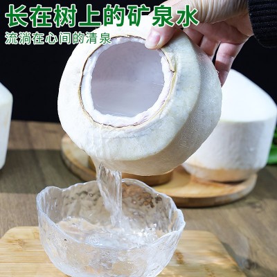 海南椰青新鲜椰子9个装当季孕妇水果椰香皇去皮香水椰子整箱包邮图3