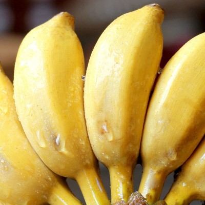 广西新鲜小米蕉香蕉水果现摘现发整箱批发5斤小香蕉芭蕉苹果蕉图3