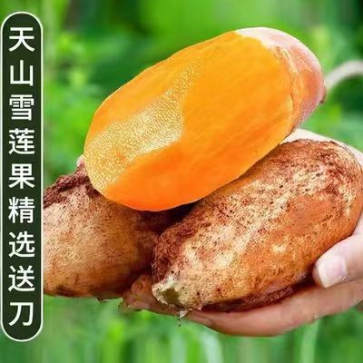 云南天山雪莲果新鲜应季水果清脆甘甜雪连果现货一件代发现 挖现发图5