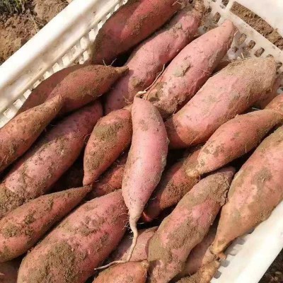 山东烟薯25号蜜薯，为烤而生的蜜薯，细腻无胫，甜度爆表黏糯香软图3