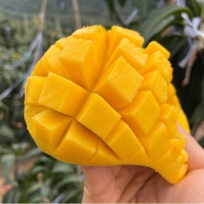 海南金煌芒 大芒果 水仙芒礼盒 三亚芒果过年团购集采一件代发产图2