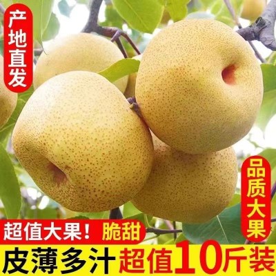 砀山冰糖酥梨新鲜应季薄皮水果黄梨鸭梨皇冠梨批发图3