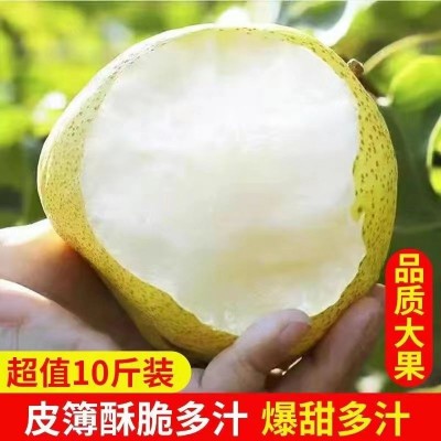 砀山冰糖酥梨新鲜应季薄皮水果黄梨鸭梨皇冠梨批发图4