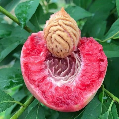 血桃桃子新鲜孕妇水果现摘现发红心血当季毛桃整箱脆应季水蜜桃子图4