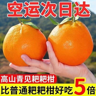 甜四川青见柑橘非丑橘耙耙柑春见耙耙柑应季新鲜水果粑粑柑不知火图3